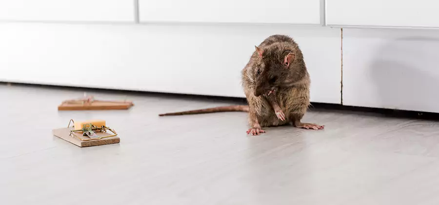 Rat Baiting Removal Service in Merrifield