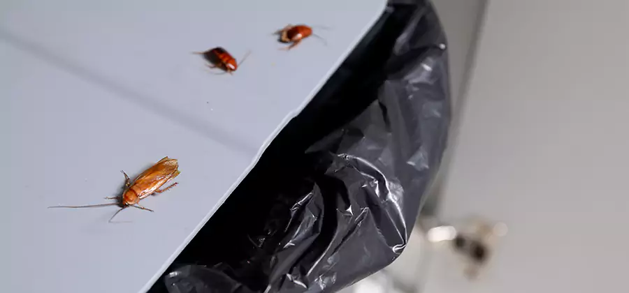 German Roach Pest Control in Merrifield