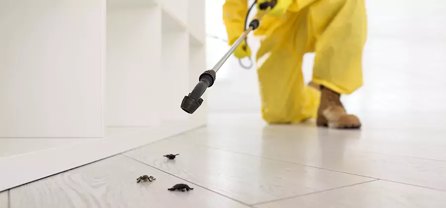 Roach and Bed Bug Exterminator in Merrifield