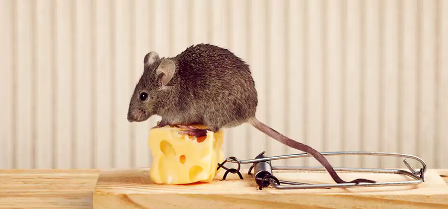 Commercial Rodent Exclusion Services in Merrifield