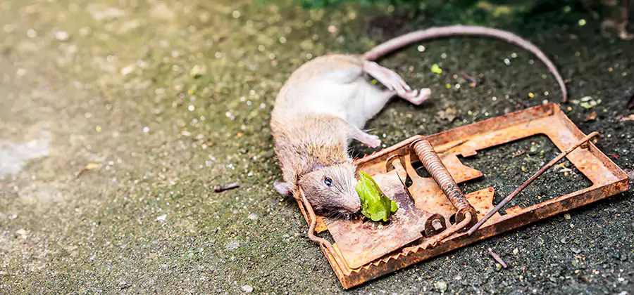 Rat Trapping in Merrifield