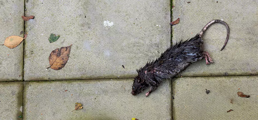 Rodent inspection service in Merrifield