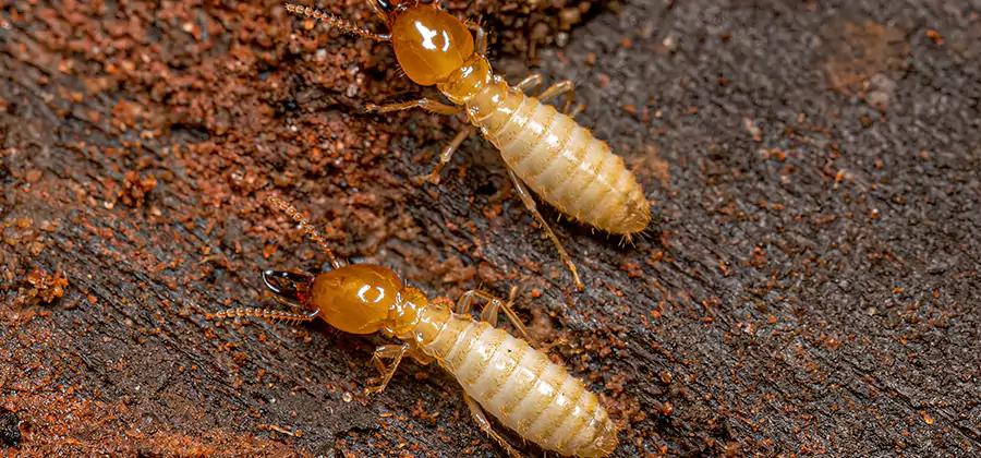 Sentricon Residential Termite Control in Merrifield
