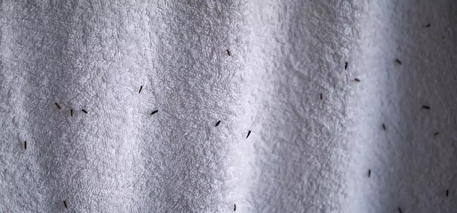Small Black Ants in Bathroom Treatment in Merrifield