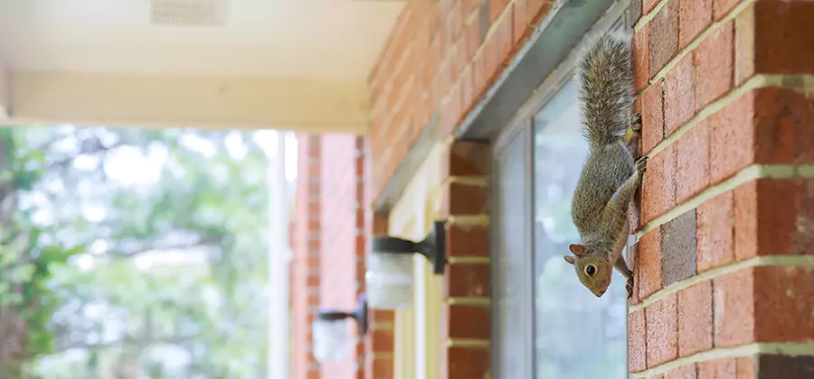 Squirrel Inside Walls Removal in Merrifield