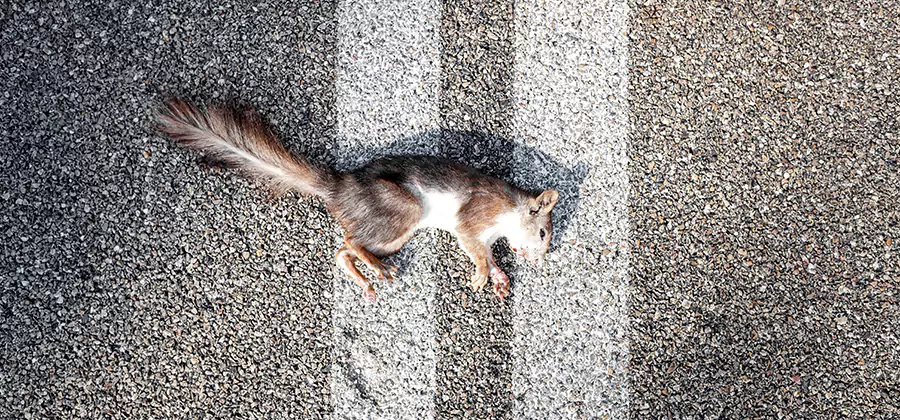Dead Squirrel Removal in Merrifield