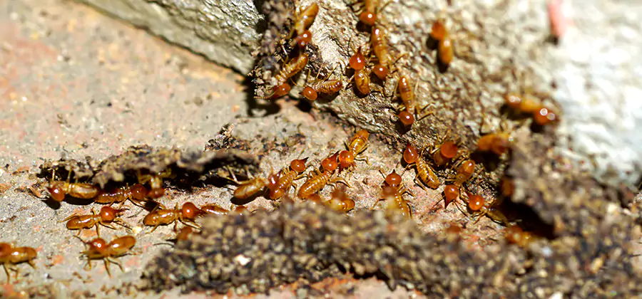 Wood Treatment and Localized Termite Solutions in Merrifield