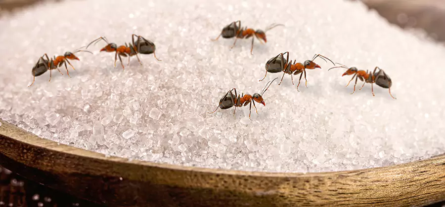 Indoor Sugar Ant Treatment in Merrifield