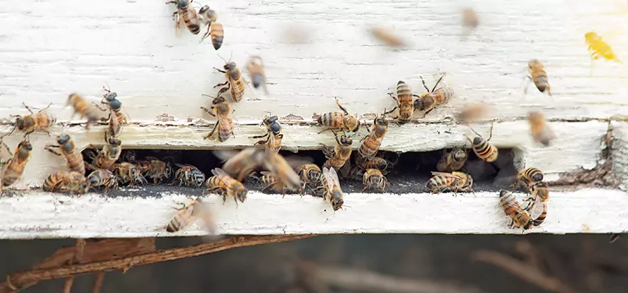 Residential Termite Fumigation in Merrifield