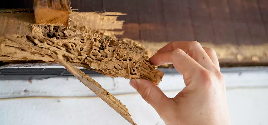 Pre-Purchase Termite Inspection in Merrifield