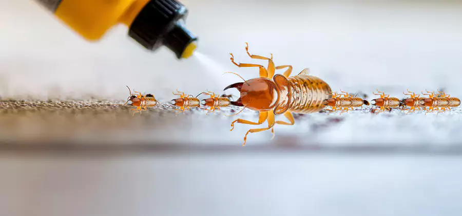 Foundation Termite Spraying Control in Merrifield