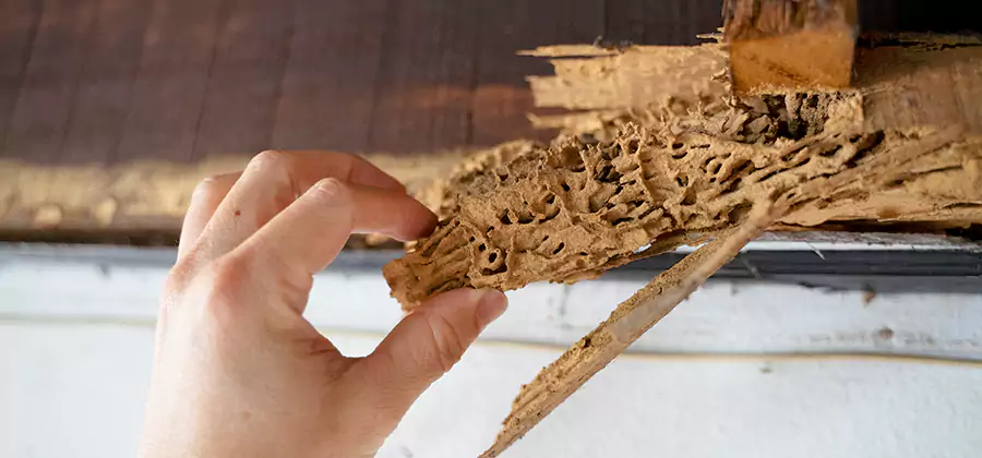 Pre-Construction Termite Treatment in Merrifield