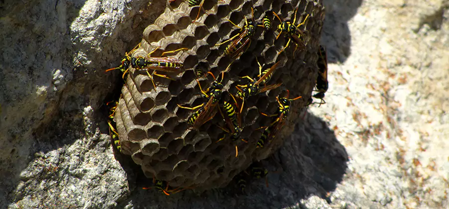 Wasp Nest in Tree Removal Merrifield