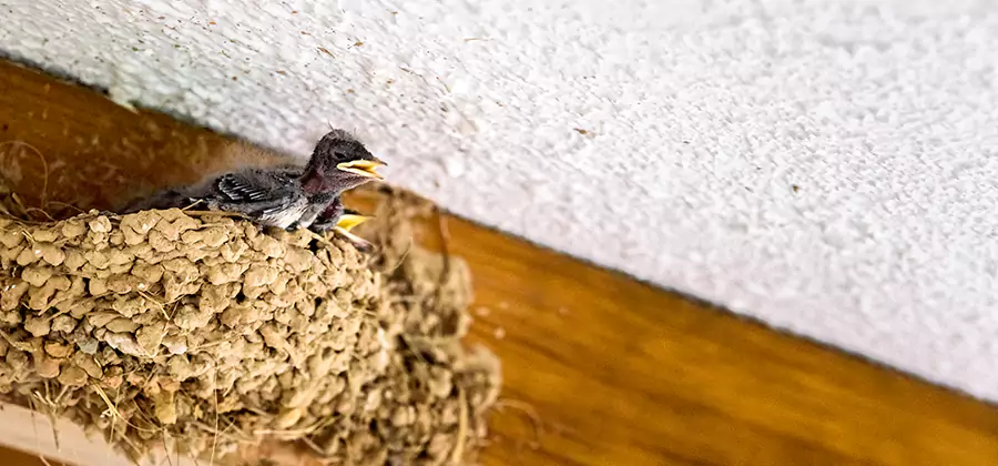 Bird Removal From House in Merrifield