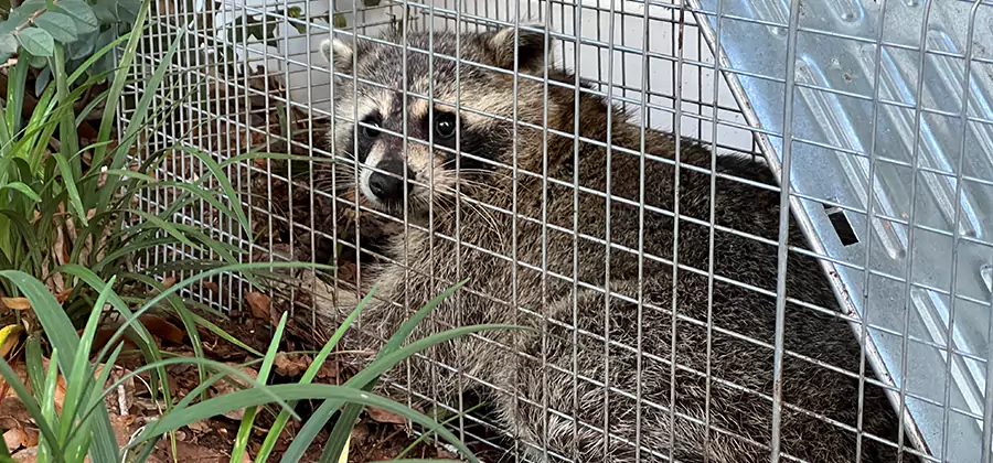 Wildlife Relocation Services in Merrifield
