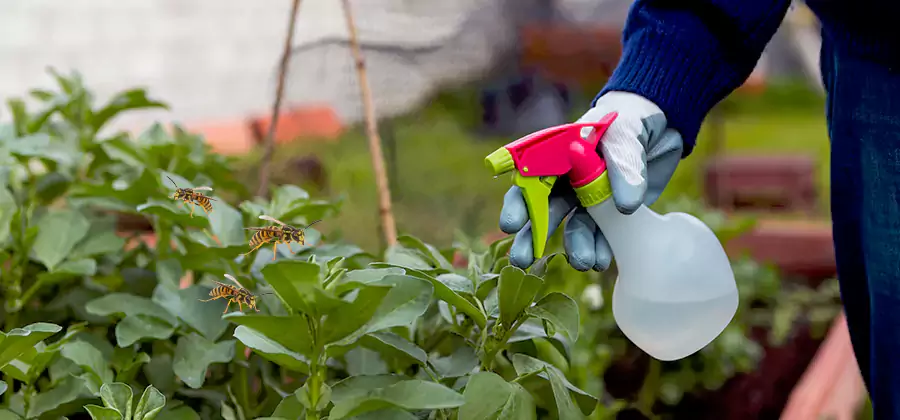 Yellow Jacket Pest Removal for Commercial Properties in Merrifield