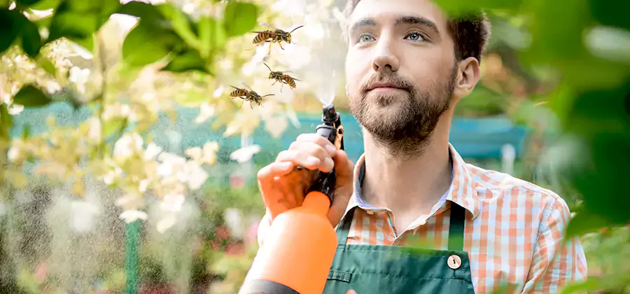 Yellow Jacket Wasp Removal in Merrifield