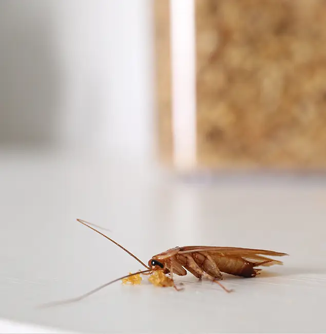 Why Merrifield Pest Control Pro Stands Out in Merrifield, VA?