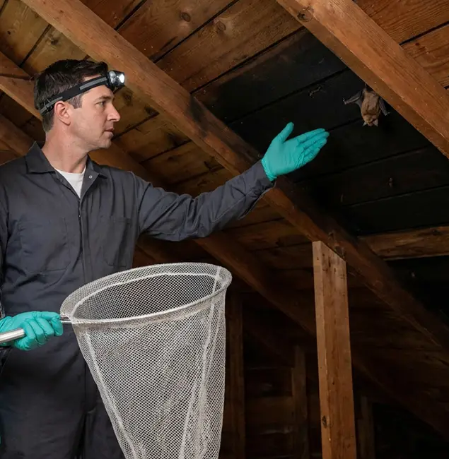Why Merrifield Pest Control Pro Is the Right Choice in Merrifield, VA?