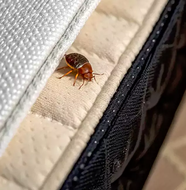 Why Choose Merrifield Pest Control Pro for Bed Bug Treatment at Home in Merrifield, VA?