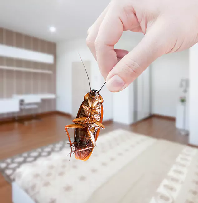 Why Merrifield Pest Control Pro Stand Out For Bed Bug Inspection in Merrifield, VA?