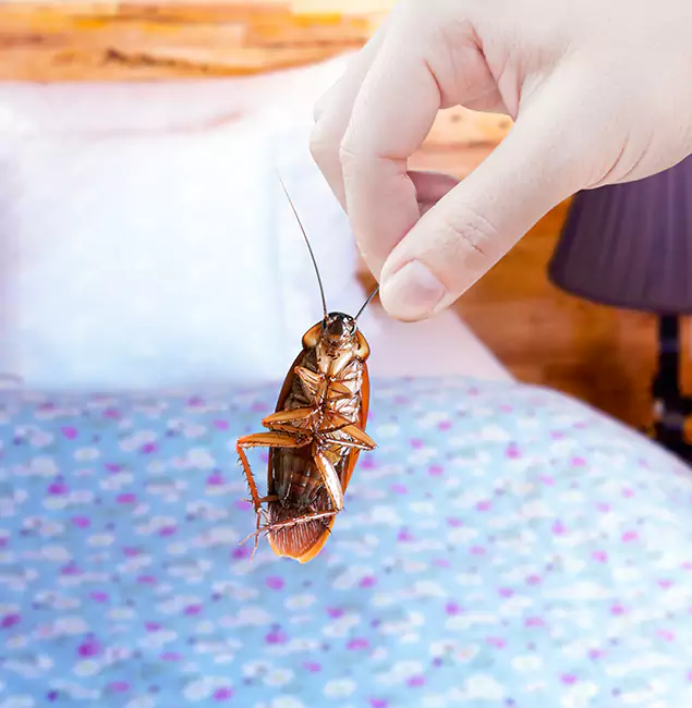Why Choose Merrifield Pest Control Pro for Bed Bug Treatment in Merrifield, VA?