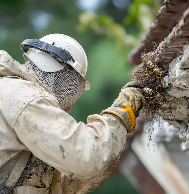 Why Merrifield Property Owners Choose Merrifield Pest Control Pro for Bee Exterminator?