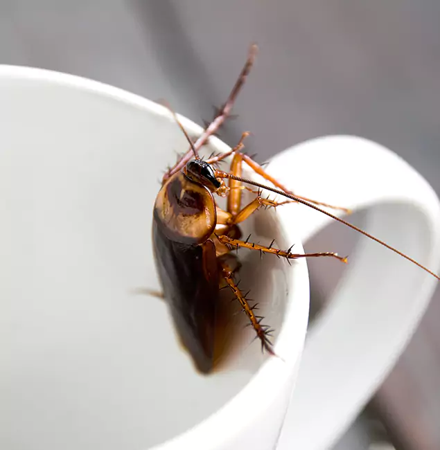 Why Merrifield, VA Residents Trust Merrifield Pest Control Pro for Cockroach Fumigation?