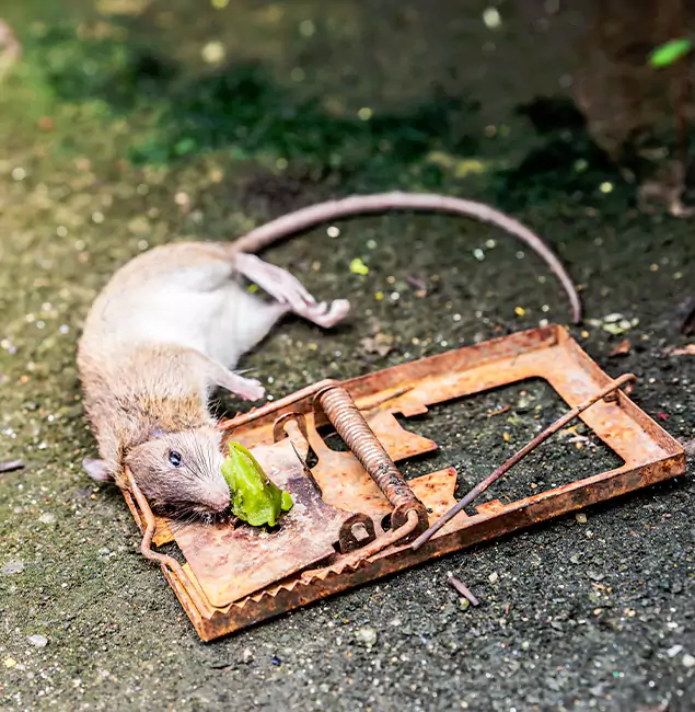 Why Merrifield, VA Homeowners Trust Merrifield Pest Control Pro for Rodent Removal?