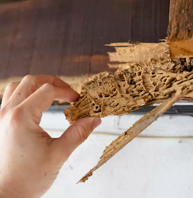 Why Choose Merrifield Pest Control Pro in Merrifield, VA?