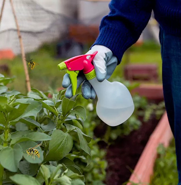 Why Merrifield Homeowners Choose Merrifield Pest Control Pro for Honey Bee Removal?