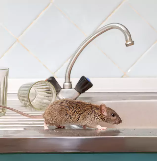Why Merrifield, VA Trusts Merrifield Pest Control Pro for Humane Rodent Control?