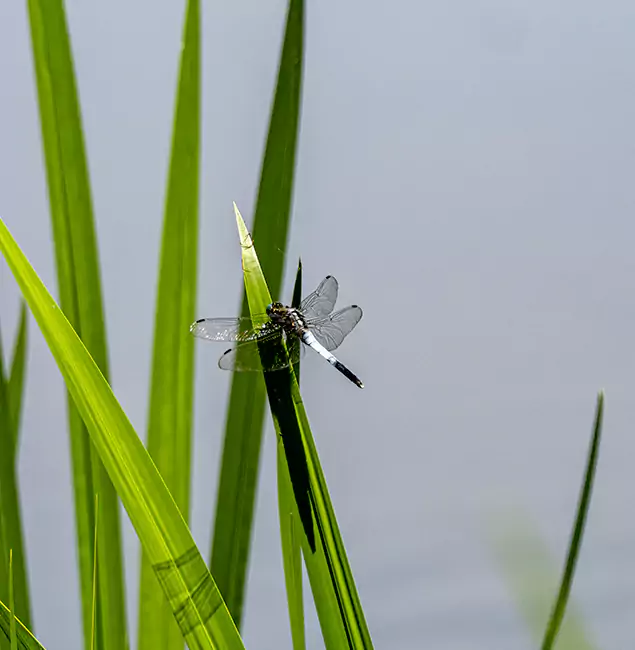 Why Merrifield Families Trust Merrifield Pest Control Pro for Mosquito Prevention?