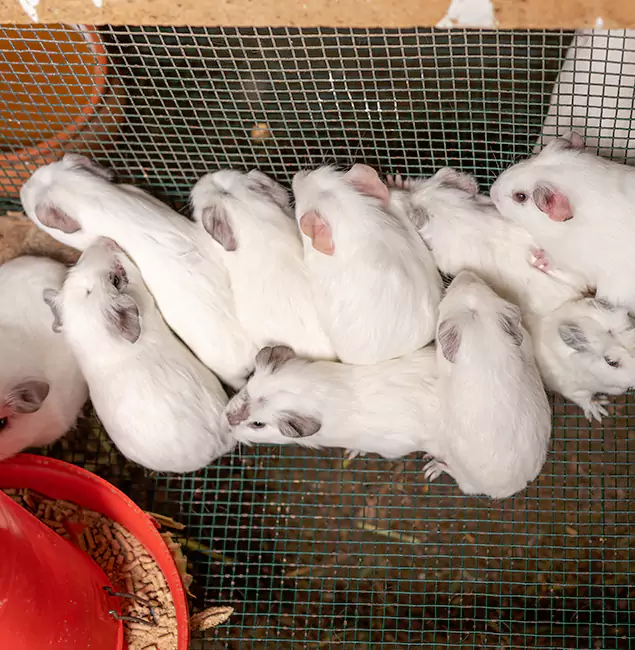 Why Merrifield Pest Control Pro Is the Trusted Choice in Merrifield, VA?
