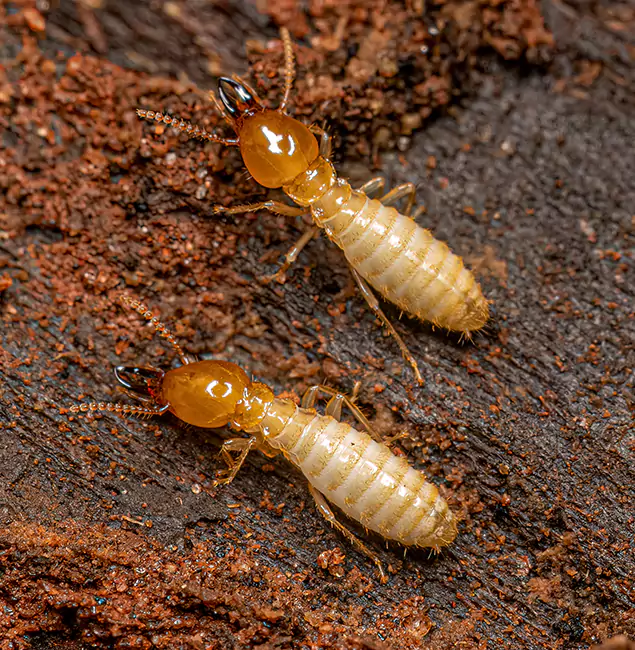 Why Choose Merrifield Pest Control Pro for Termite Treatment Without Tenting in Merrifield, VA?