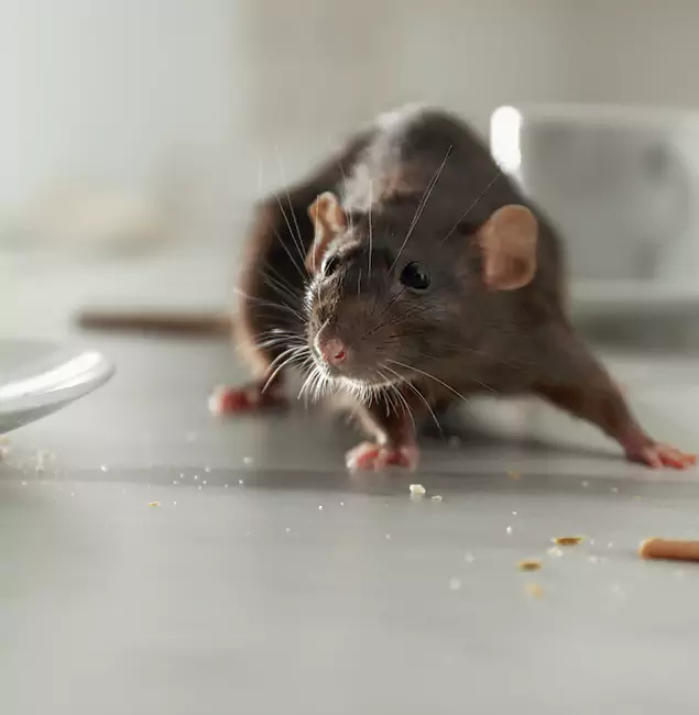 Why Merrifield, VA Trusts Merrifield Pest Control Pro for Rodent Prevention?