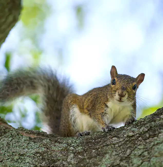 Why Merrifield, VA Relies on Merrifield Pest Control Pro for Squirrel Pest Control?