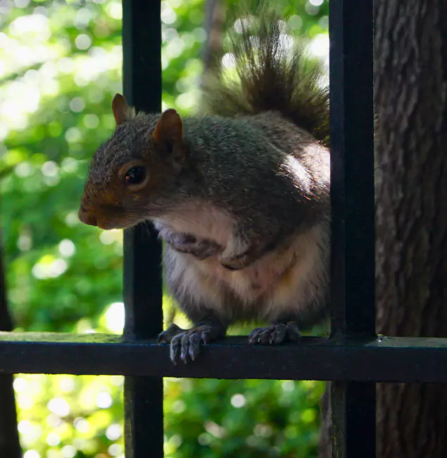Why Merrifield, VA Chooses Merrifield Pest Control Pro for Squirrel Removal?