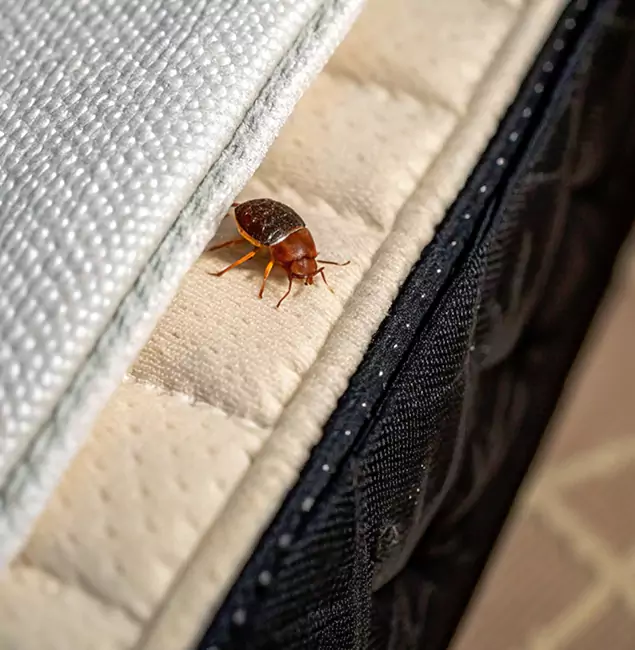 Why Merrifield Homeowners Trust Merrifield Pest Control Pro for Tick Treatment?