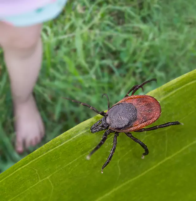 Why Merrifield Homeowners Choose Merrifield Pest Control Pro for Tick Extermination?