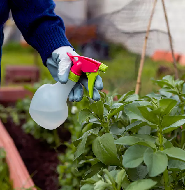 Why Merrifield Relies on Merrifield Pest Control Pro for Wasp Control Services?