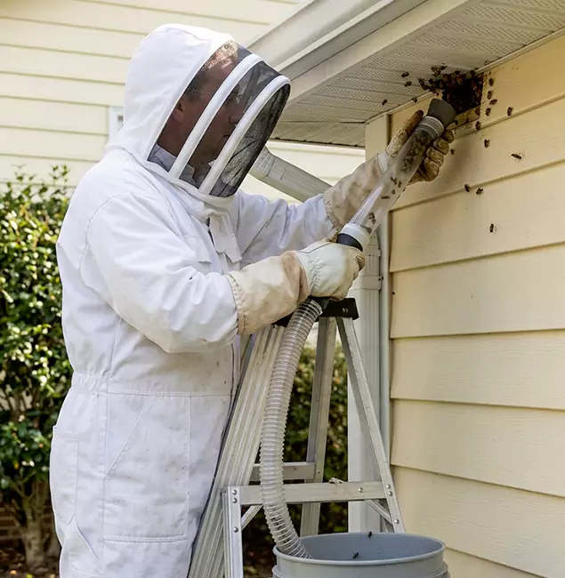 Why Merrifield Trusts Merrifield Pest Control Pro for Wasp Control?