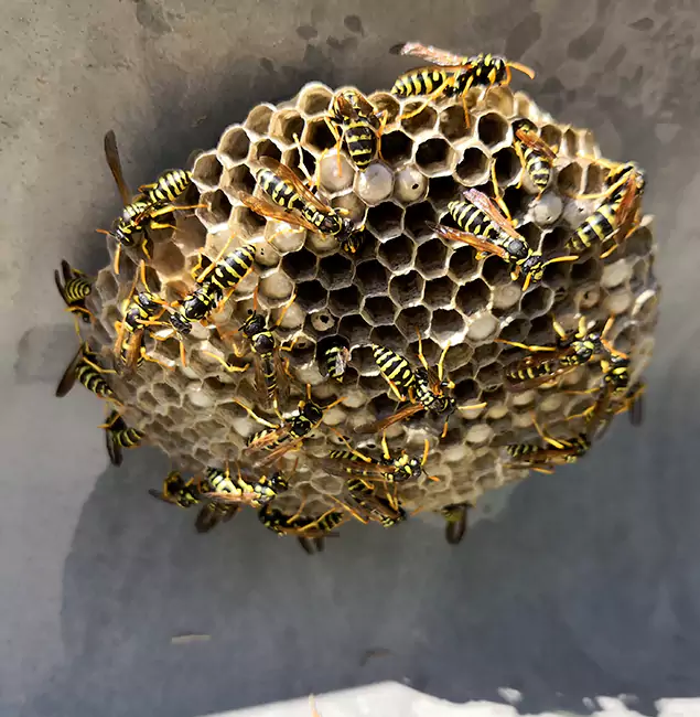 Why Merrifield Chooses Merrifield Pest Control Pro for Wasp Control Services?