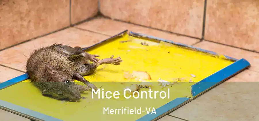 Mice Control Merrifield-VA