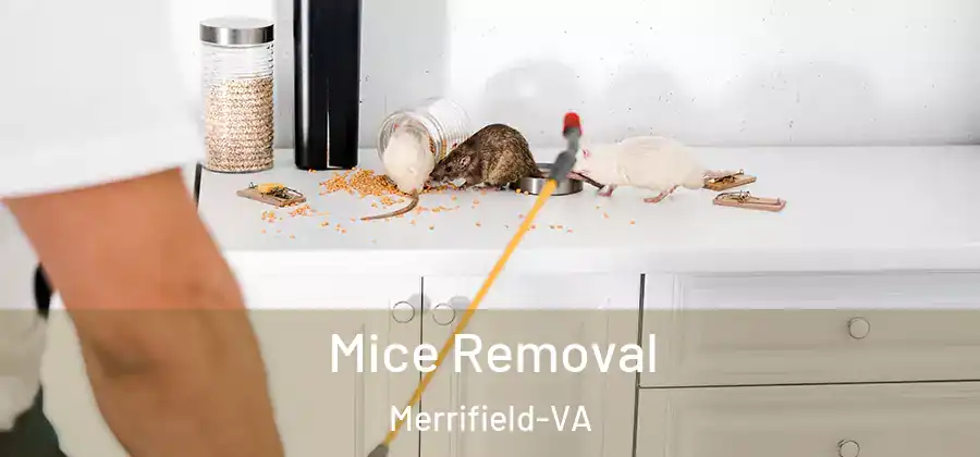 Mice Removal Merrifield-VA