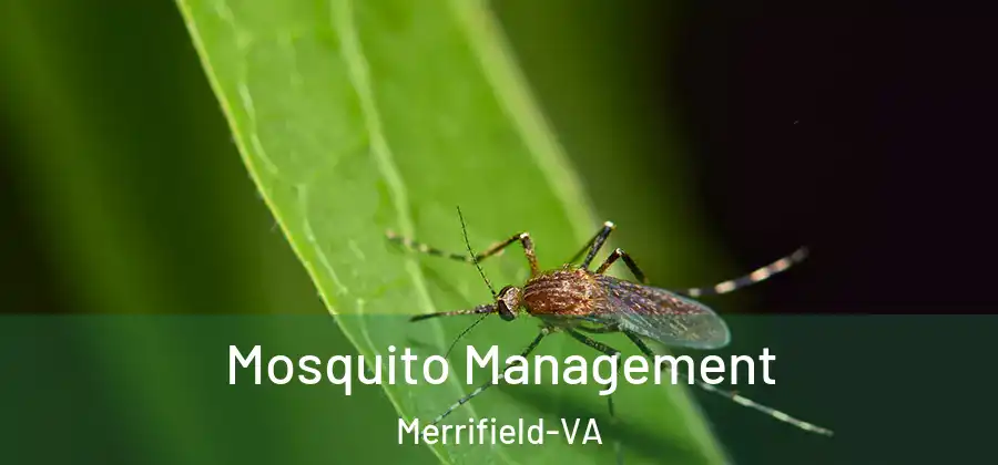 Mosquito Management Merrifield-VA