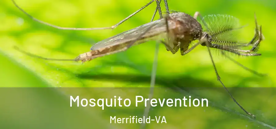 Mosquito Prevention Merrifield-VA