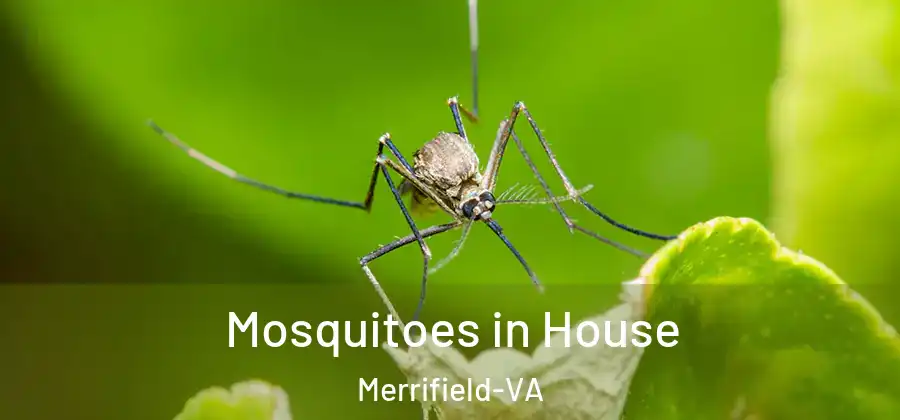 Mosquitoes in House Merrifield-VA