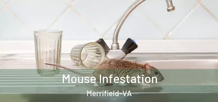 Mouse Infestation Merrifield-VA