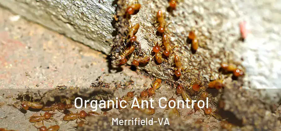 Organic Ant Control Merrifield-VA